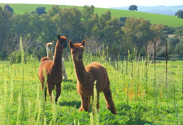 Alpacas at suryalila on the adventure retreat