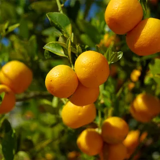 Oranges on a tree